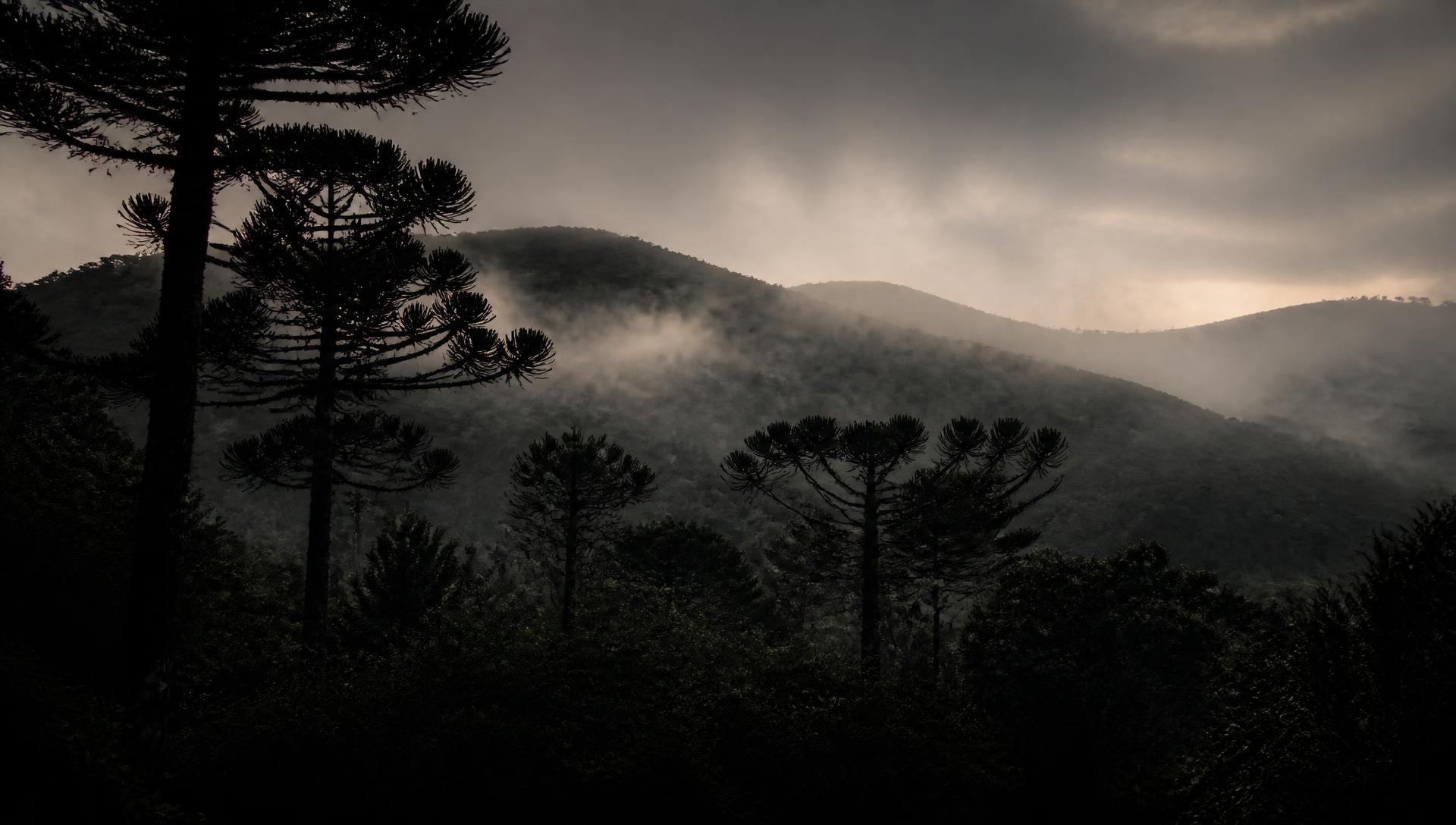 Paisagem de mata fechada com neblina ao amanhecer no Rio Grande do Sul